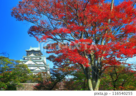 【大阪府】快晴の大阪城と紅葉 【大阪府】快晴の大阪城と紅葉 116540255
