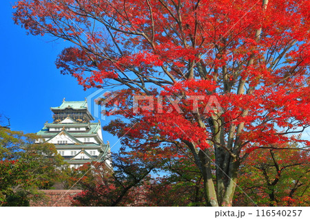 【大阪府】快晴の大阪城と紅葉 116540257