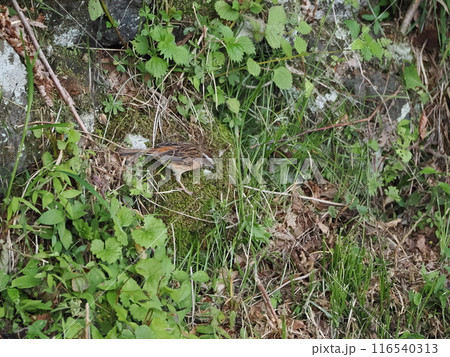 山の斜面を滑り降りるホオジロ 山の斜面を滑り降りるホオジロ 116540313
