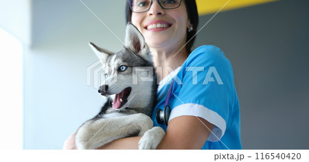 Veterinarian putting bandage on dogs paw after injury, dog pet in vet, ache paw Veterinarian putting bandage on dogs paw after injury, dog pet in vet, ache paw 116540420