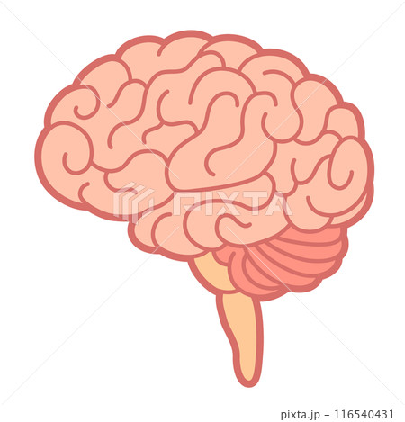 脳 116540431