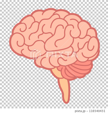 脳 116540431