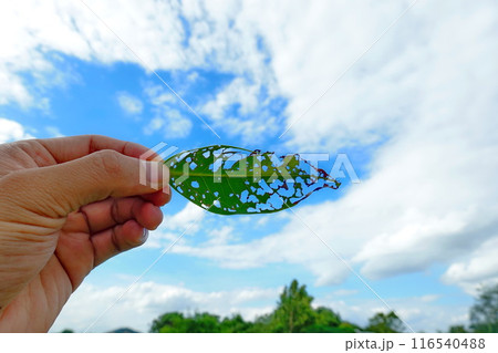 A hole in a leaf caused by insects, holding the leaf up to the sky 116540488