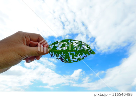 A hole in a leaf caused by insects, holding the leaf up to the sky 116540489
