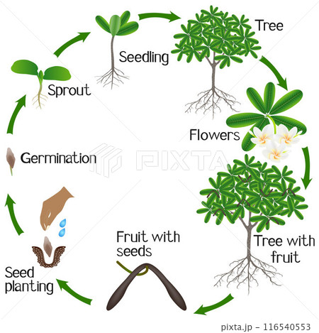 Life cycle of a frangipani (Plumeria) plant on a white background. Life cycle of a frangipani (Plumeria) plant on a white background. 116540553