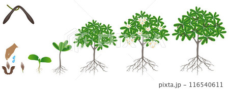 Cycle of growth of a frangipani (Plumeria) plant on a white background. Cycle of growth of a frangipani (Plumeria) plant on a white background. 116540611