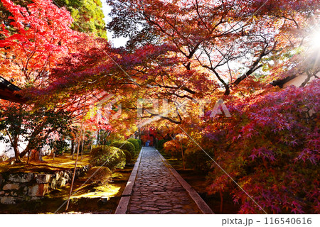 酬恩庵の紅葉の風景　一休寺の石畳の参道　京都の紅葉の名所　秋の京都観光スポット　 116540616