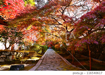 酬恩庵の紅葉の風景　一休寺の石畳の参道　京都の紅葉の名所　秋の京都観光スポット　 116540617