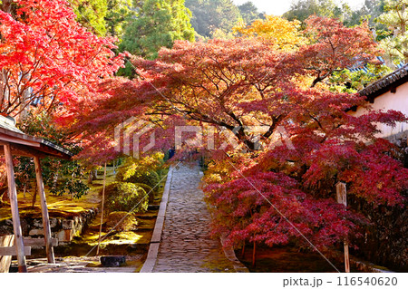 酬恩庵の紅葉の風景　一休寺の石畳の参道　京都の紅葉の名所　秋の京都観光スポット　 116540620