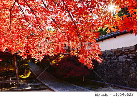 酬恩庵の紅葉の風景　一休寺の石畳の参道　京都の紅葉の名所　秋の京都観光スポット　 116540622