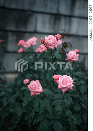 バラ　大阪　中之島公園　中之島バラ園　花の写真　曇りの日のバラ 116541067