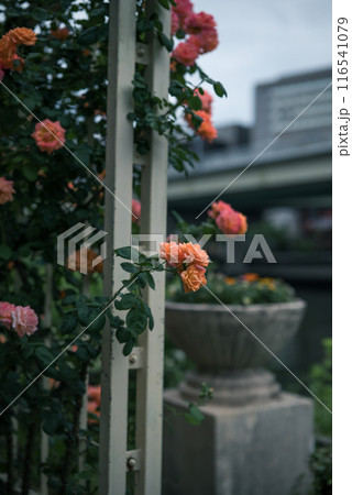 バラ 大阪 中之島公園 中之島バラ園 花の写真 曇りの日のバラ バラ 大阪 中之島公園 中之島バラ園 花の写真 曇りの日のバラ 116541079