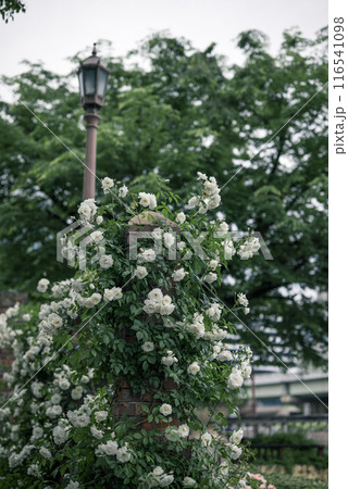 バラ　大阪　中之島公園　中之島バラ園　花の写真　曇りの日のバラ 116541098