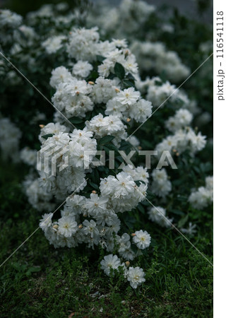 バラ　大阪　中之島公園　中之島バラ園　花の写真　曇りの日のバラ 116541118