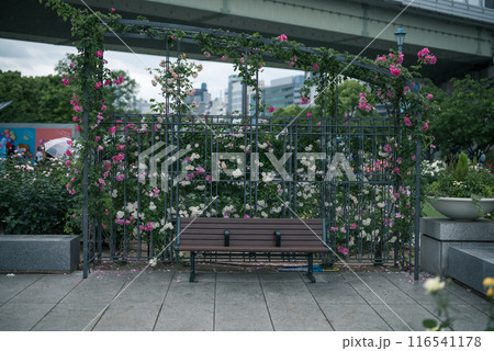 バラ 大阪 中之島公園 中之島バラ園 花の写真 曇りの日のバラ バラ 大阪 中之島公園 中之島バラ園 花の写真 曇りの日のバラ 116541178