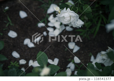 バラ　大阪　中之島公園　中之島バラ園　花の写真　曇りの日のバラ 116541377