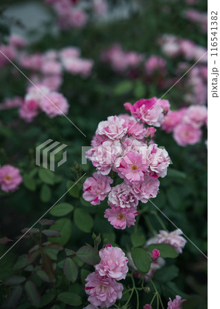 バラ　大阪　中之島公園　中之島バラ園　花の写真　曇りの日のバラ 116541382