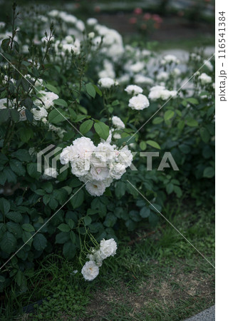 バラ　大阪　中之島公園　中之島バラ園　花の写真　曇りの日のバラ 116541384
