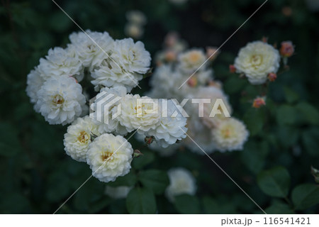 バラ 大阪 中之島公園 中之島バラ園 花の写真 曇りの日のバラ バラ 大阪 中之島公園 中之島バラ園 花の写真 曇りの日のバラ 116541421
