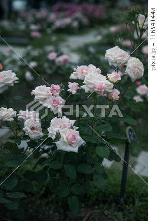 バラ 大阪 中之島公園 中之島バラ園 花の写真 曇りの日のバラ バラ 大阪 中之島公園 中之島バラ園 花の写真 曇りの日のバラ 116541448
