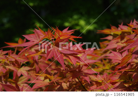 モミジの新緑の赤い若葉 モミジの新緑の赤い若葉 116541905