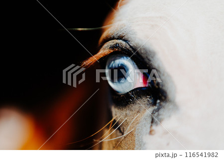 Intense and detailed gaze of a horse's blue eye 116541982