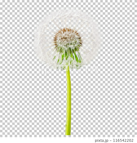 Dandelion Leaf long green leaf with deeply lobed edges and a slightly wavy texture Taraxacum 116542202