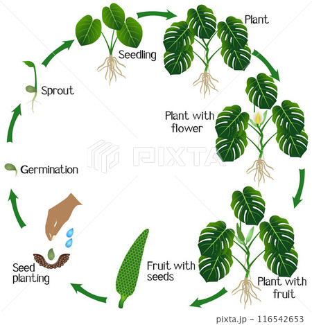 Life cycle of a monstera or split-leaf philodendron (Monstera deliciosa) plant on a white background. Life cycle of a monstera or split-leaf philodendron (Monstera deliciosa) plant on a white background. 116542653