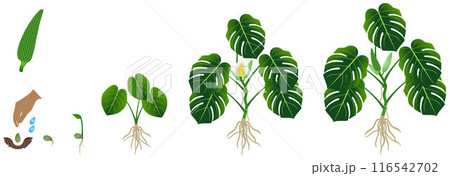 Cycle of growth of a monstera or split-leaf philodendron (Monstera deliciosa) plant on a white background. 116542702