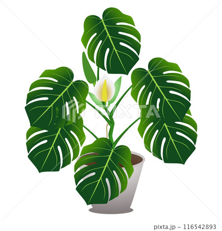 Houseplant of a monstera or split-leaf philodendron (Monstera deliciosa). 116542893