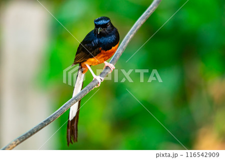 White-rumped shama bird perched on an electric wire . 116542909