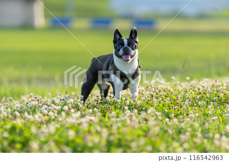 ボストンテリア ボストンテリア 116542963