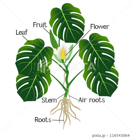 An illustration showing parts of a monstera or split-leaf philodendron (Monstera deliciosa). 116543064