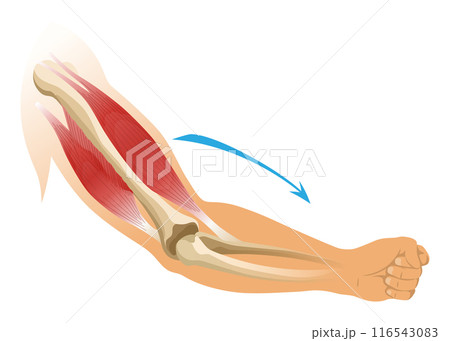 Arm muscle biceps with skeleton. Muscle tension of human hand on white background. Bones and joints in male silhouette. Medical vector illustration of hand for clinic or hospital 116543083