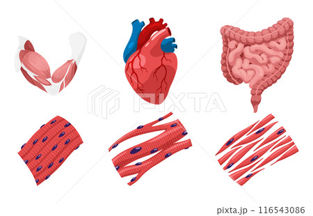 Types of muscle cells include skeletal, smooth, and cardiac muscles. Each muscle specialized for different functions. Medical poster design illustration. Science educational symbol Types of muscle cells include skeletal, smooth, and cardiac muscles. Each muscle specialized for different functions. Medical poster design illustration. Science educational symbol 116543086