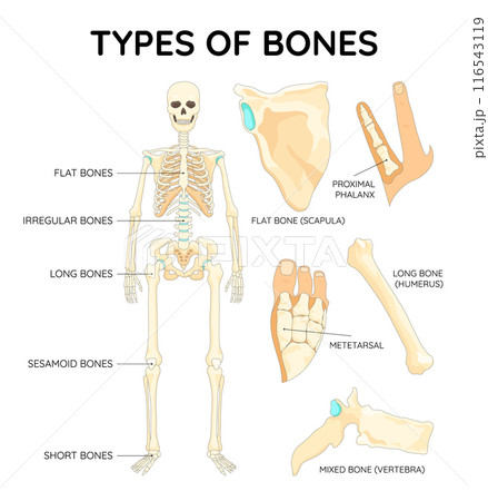 Bones types skeleton. Educational anatomical diagram. Bones location and titles example. Labeled educational scheme, anatomy outline diagram. Educational medical vector illustration Bones types skeleton. Educational anatomical diagram. Bones location and titles example. Labeled educational scheme, anatomy outline diagram. Educational medical vector illustration 116543119