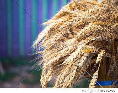 Detailed texture of ripe wheat grains, symbolizing agricultural prosperity; suitable for farm-to-table concepts. Detailed texture of ripe wheat grains, symbolizing agricultural prosperity; suitable for farm-to-table concepts. 116543253