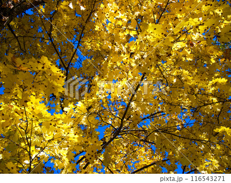 Golden foliage, blue backdrop, peaceful atmosphere, seasonal change. 116543271