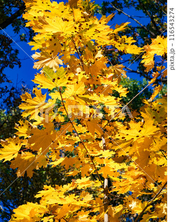 Yellow leaves, blue sky, branches, sunlight, shadows, serene autumn day. Seasonal photography. Nature-inspired design. Educational material about seasons. 116543274