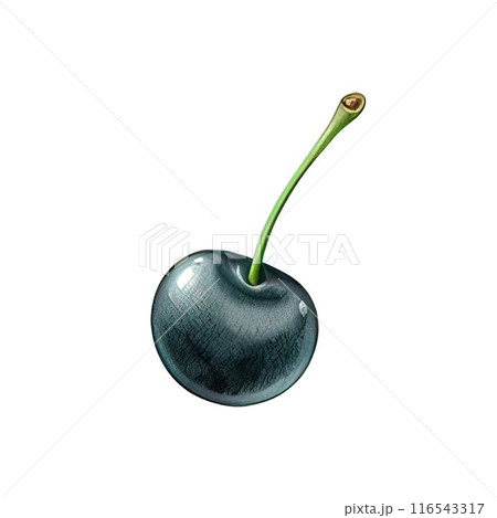Black watercolor cherry on a white background 116543317