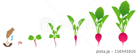 Cycle of growth of a radish plant on a white background. 116543810