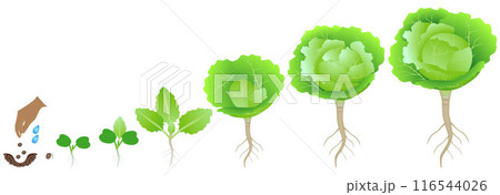 Cycle of growth of a cabbage plant on a white background. 116544026