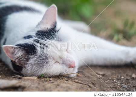 The face of a white black cat sleeping on the ground close-up. Rest after an active day of a sunny day, siesta, a break for a short midday nap 116544124