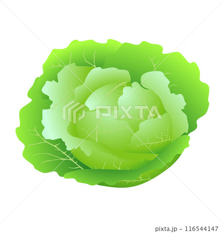 Whole fresh green cabbage isolated on white background. Whole fresh green cabbage isolated on white background. 116544147