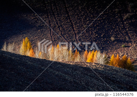 Fiery autumn contrast of nature, impressive minimalistic landscape. 116544376