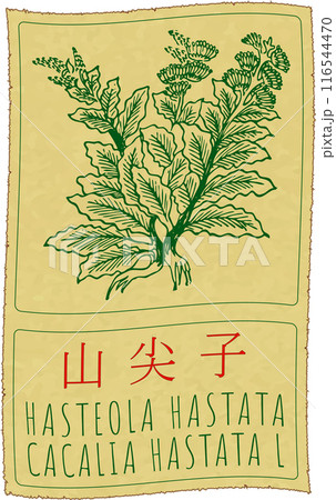 Vector drawing HASTEOLA HASTATA in Chinese. Hand drawn illustration. The Latin name is CACALIA HASTATA L 116544470