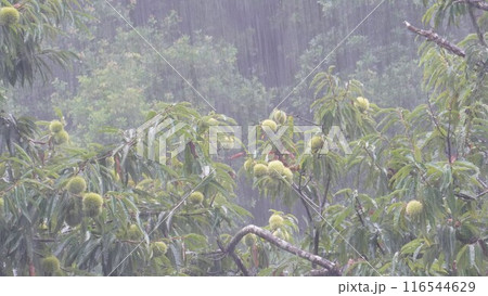 栗の木に土砂降りの雨が降る 116544629