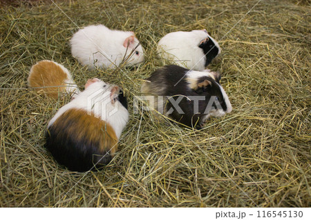 Guinea Pigs Frolicking in Hay Bedding Guinea Pigs Frolicking in Hay Bedding 116545130
