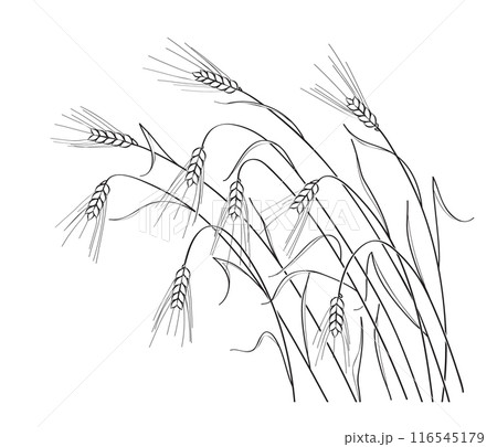 Ripe Wheat Ears Outline Drawing 116545179