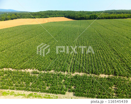 夏の北海道森町でデントコーン畑の風景を撮影 夏の北海道森町でデントコーン畑の風景を撮影 116545439